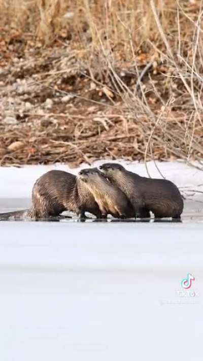 Wyoming Wildlife