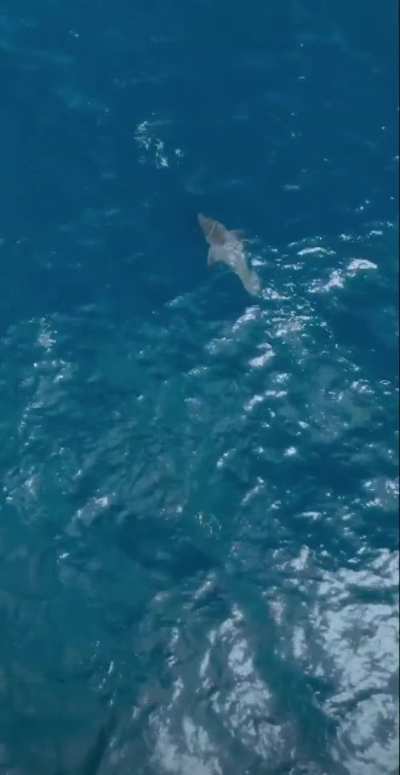 Great White shark gets caught off guard
