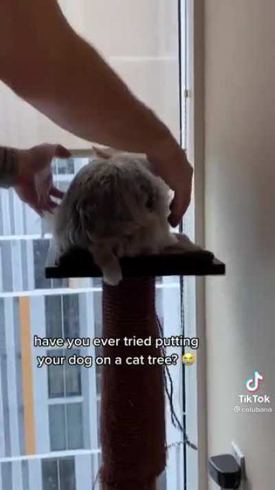 Dog: "I AIN'T GOT 9 LIVES YA'LL"