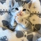 Little kittens ??