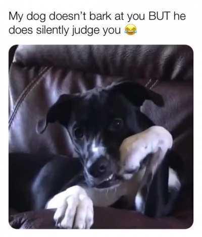 Even dog is judging me?