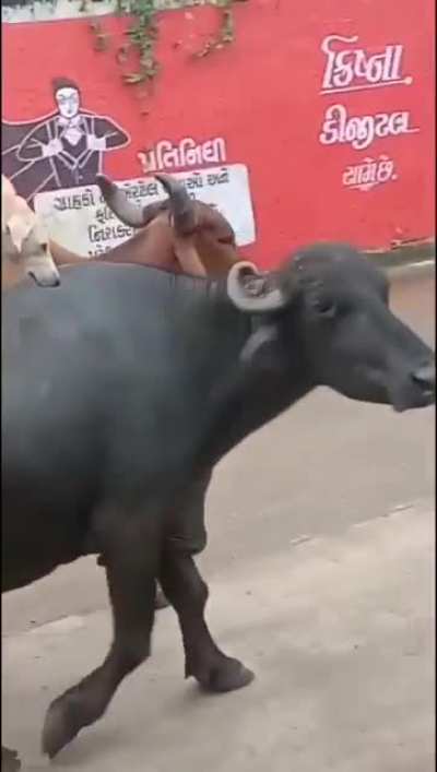 Here comes the real king ?