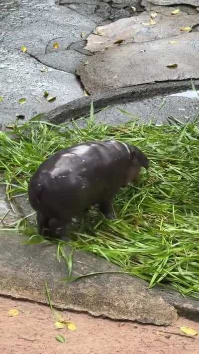 "Sassy Moo Deng had the zoomies ater eating"