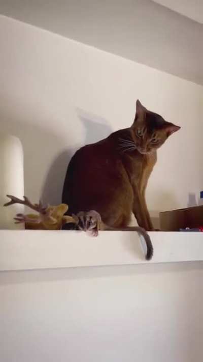 it can even fly?..