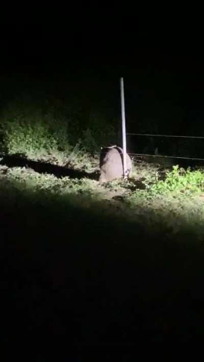 Wombats get itchy butts too
