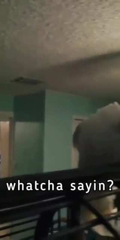 Cool bird singing "let the bodies hit the floor" rock song.