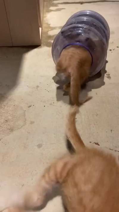 Liquid kittens