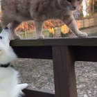 Two peas in a pod