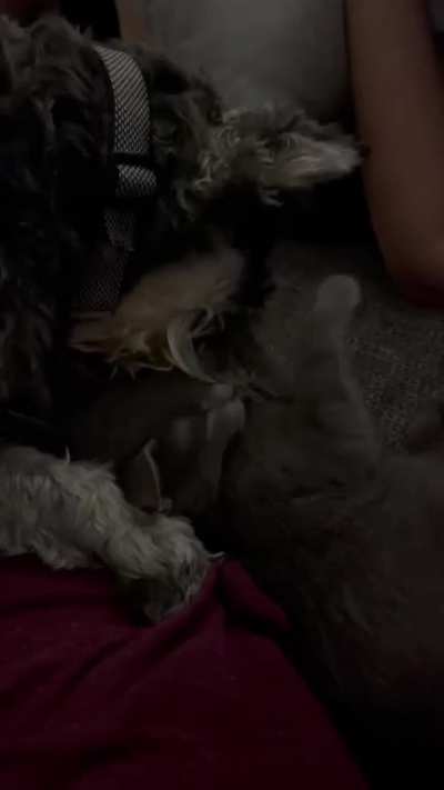 Roxy, Blind as a Bat, loves licking our Cat