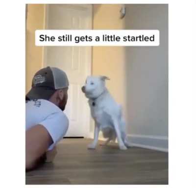 Watch how this owner wakes up his deaf and blind dog without scaring her. Their love is adorable.