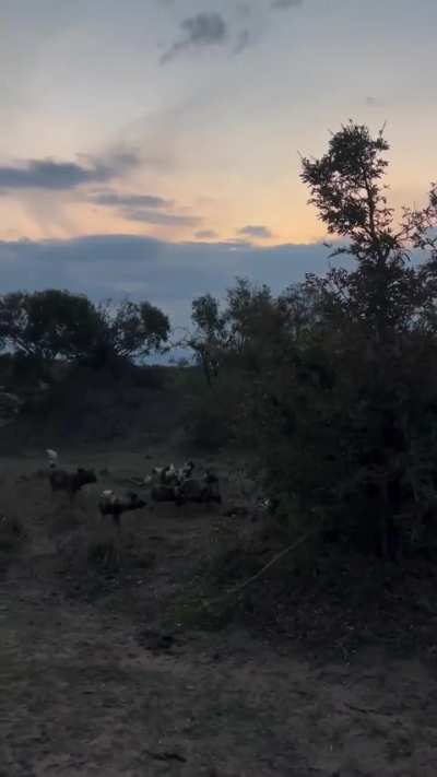 ? African wild dogs, hyena and crocodile in an interspecies competition for a meal