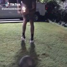 I actually never knew they could jump like that.