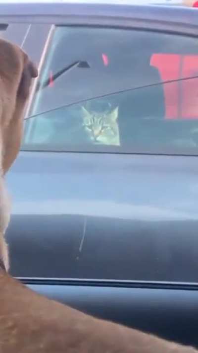 not today, dog