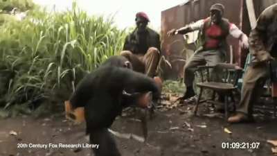 Ape with AK-47