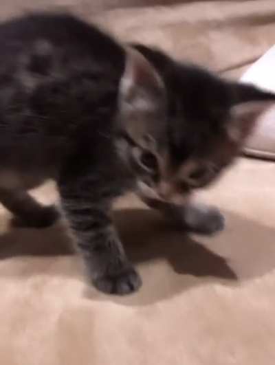 Smol tigress under house arrest for intimidating witnesses with her roar