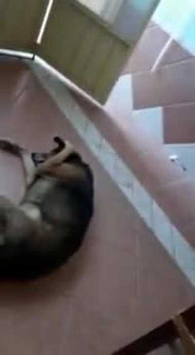 Poor dog