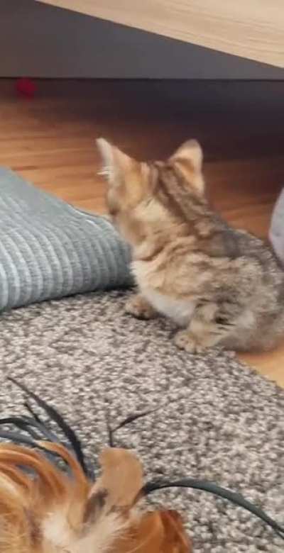 Little Tony, big lungs