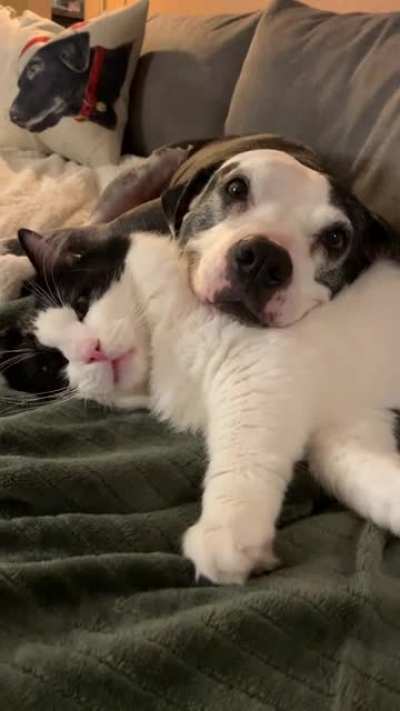 A cheeky pupper and her cat
