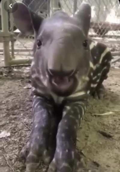 A baby Tapir! ?