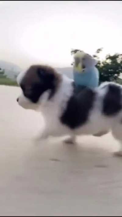 The cutest thing you’ll see on Internet.