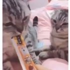 Mine! All mine!