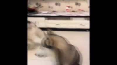 Hooman didn't do fair!