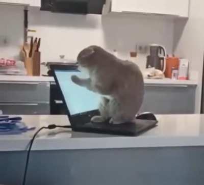 Working hard from home ????