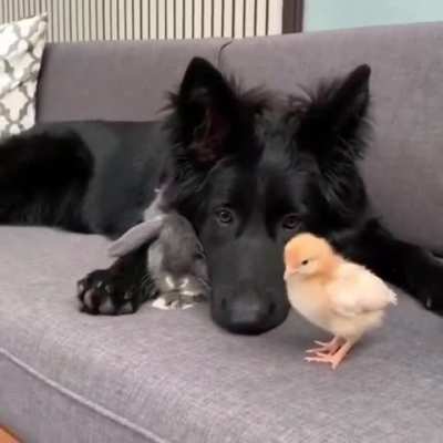 unlikely friends ???