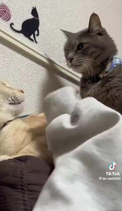 "BE NICE TO MOM!!!" ???