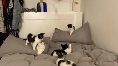 Apex purrdators in action