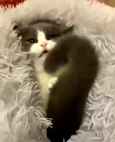 Peekaboo with Kitty