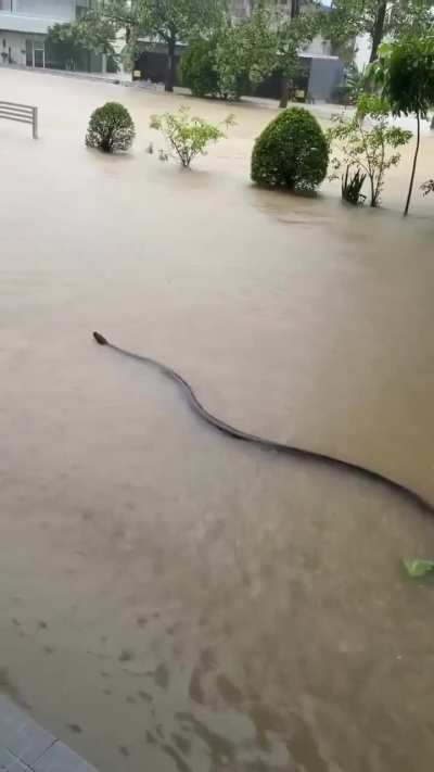 ?The size of this snake in Thailand floodwaters