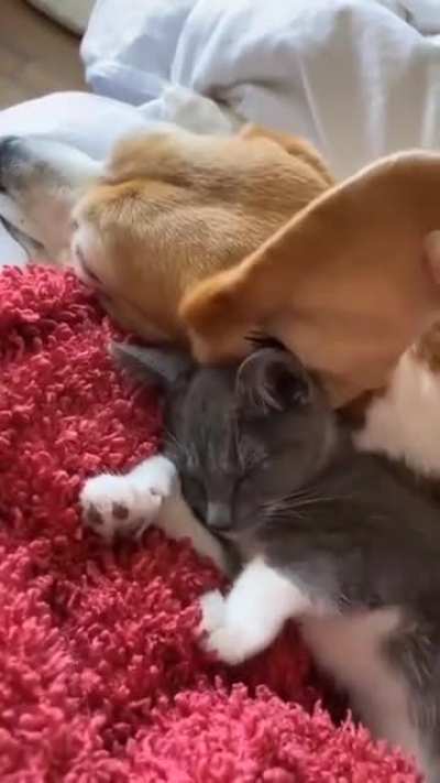 This is the cutest thing you'll see today ???
