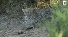 ? Tortoises interrupt hunting leopard