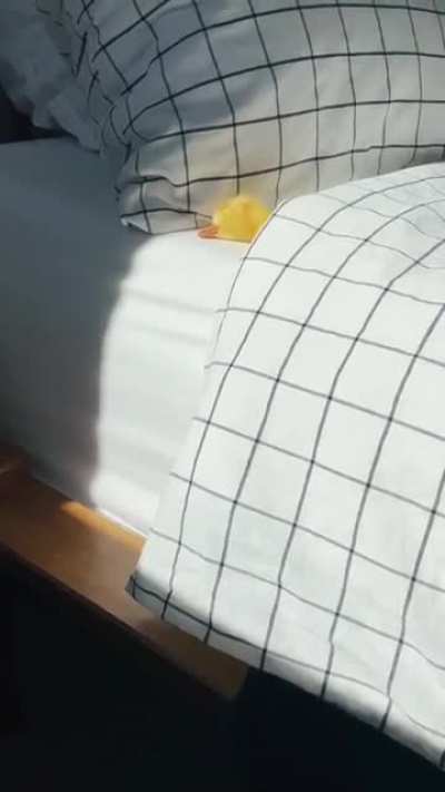 Snugglybirb