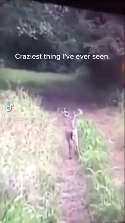 Deer is wack