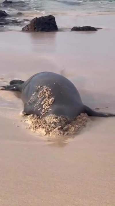This seal making itself comfortable