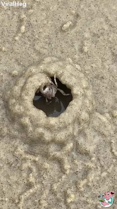 ? Crab works fast to build shelter on a beach