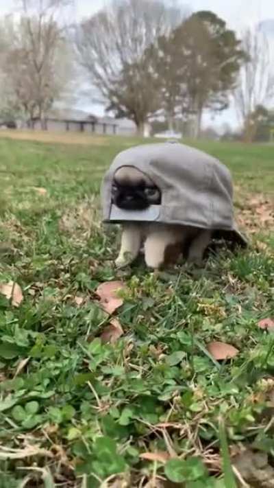 "I am a turtle"