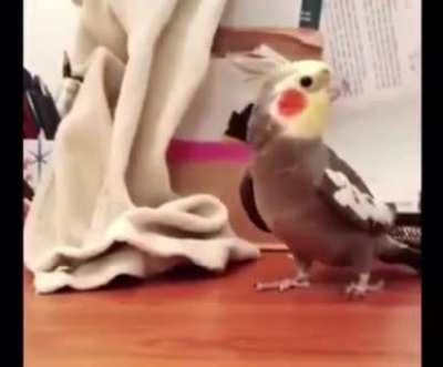 Cute bird