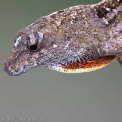 ? The Cuban Anole ?