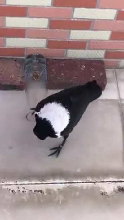?Smart Crow