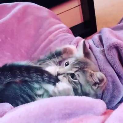 Catcha the tail