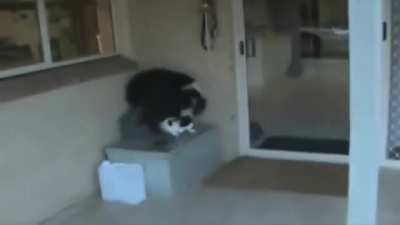 I Love you Cat !