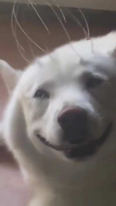 Happy Happy Husky