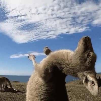 ? This kangaroo is loving life
