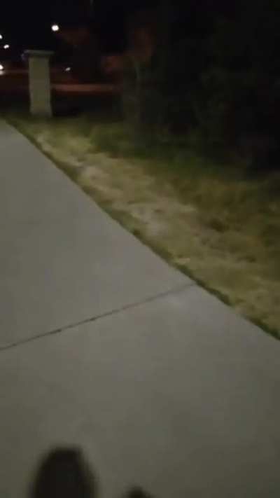 My Friend is an international student and has never seen a skunk before ?