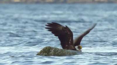 ? Bald Eagle battles the peak of evolution.