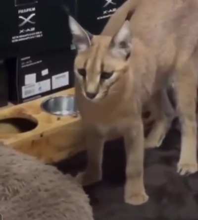 "Oh, you're alive....and a cat, my bad."