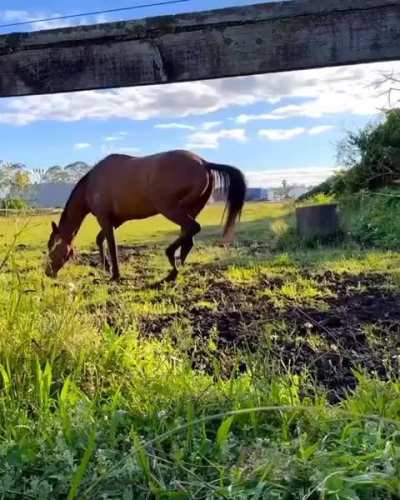 The beautiful moment a horse is released to an open field of grass for the first time in 2 years. ?❤️
